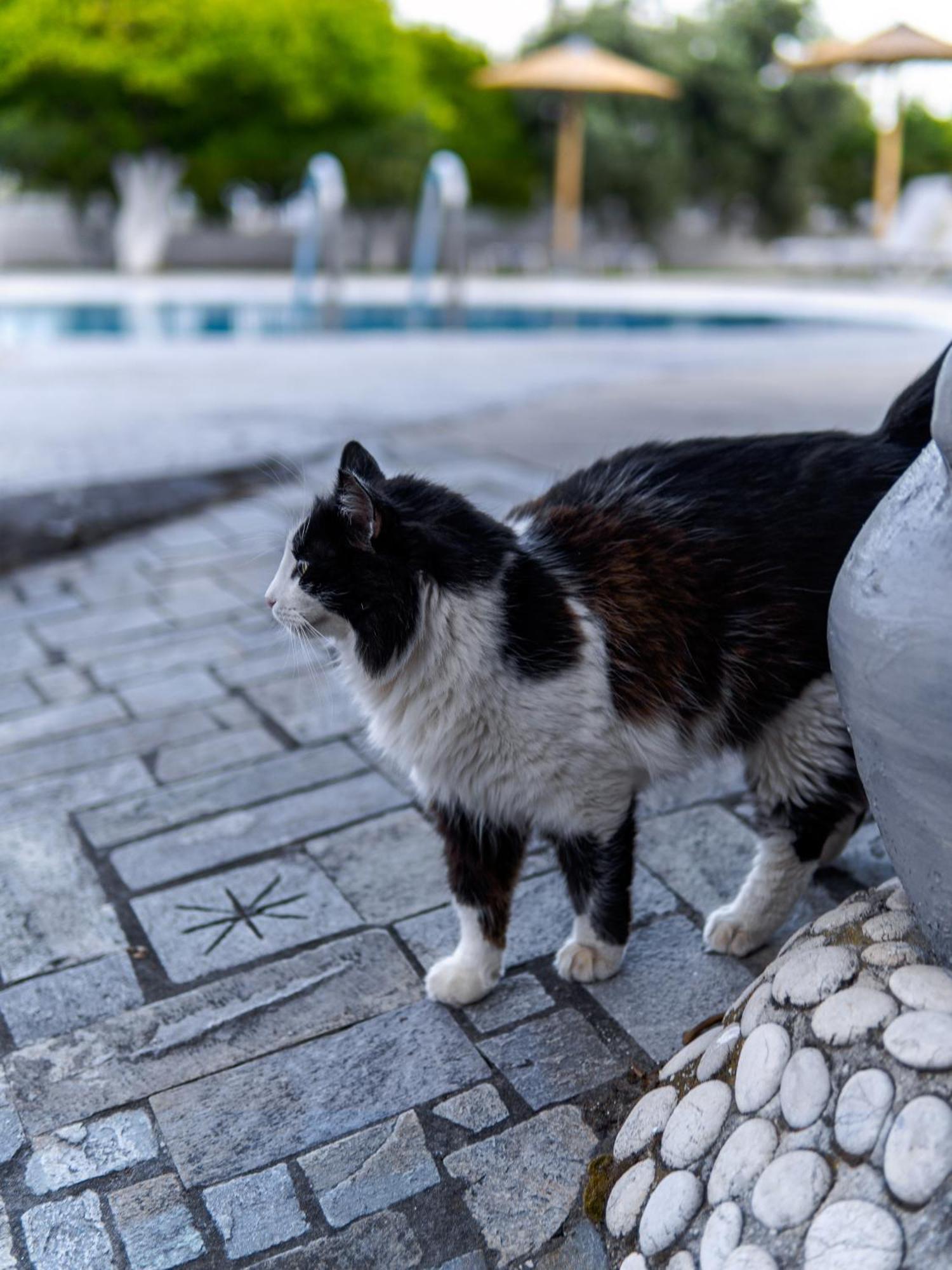 Manos Pension Faliraki Zewnętrze zdjęcie